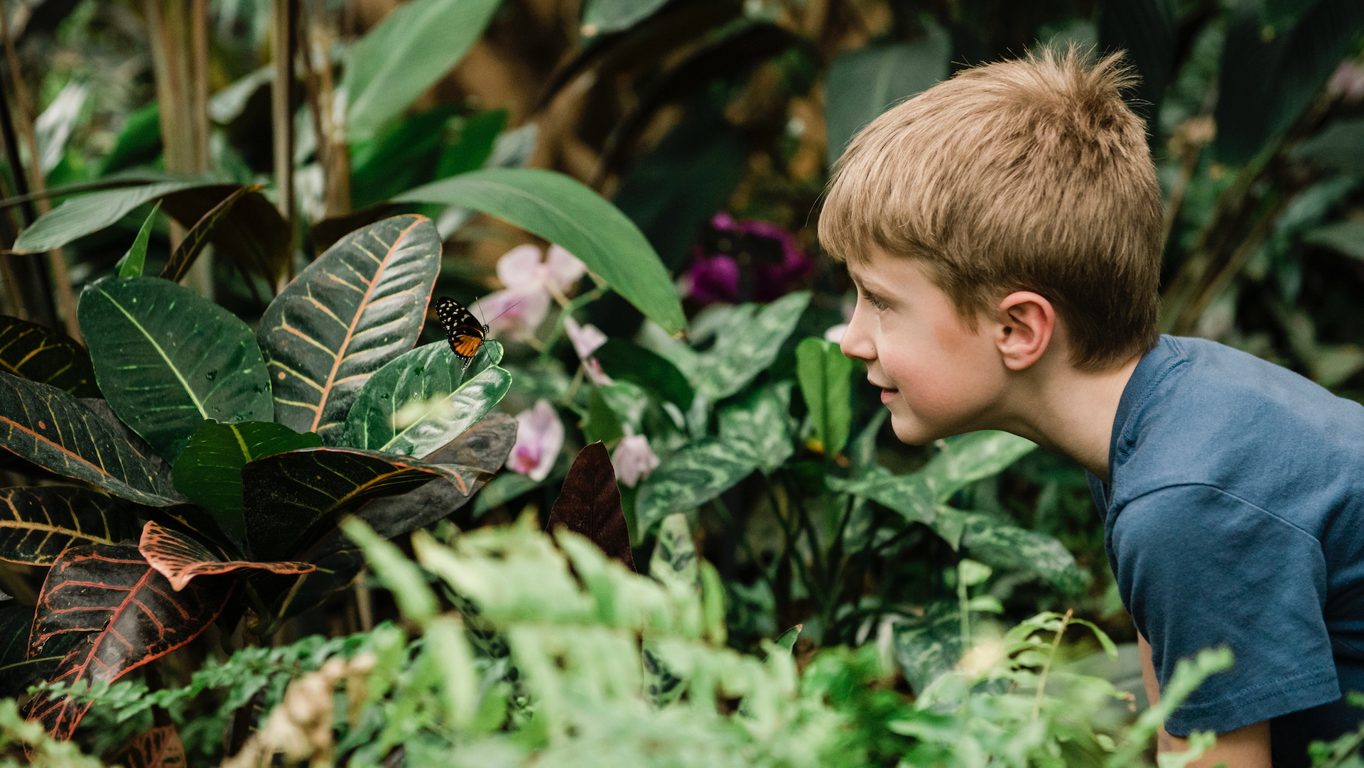 A boy crouches near a plant to see a butterfly
