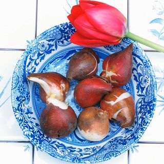 red tulip bulb on printed bowl