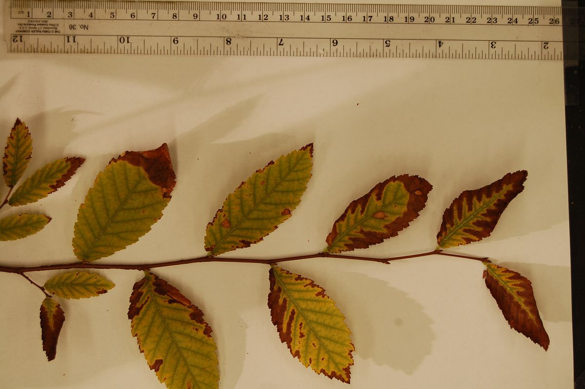 A winged elm damaged by exposure to explosive chemicals.