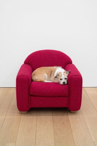 Ryan Preciado armchair upholstered in red fabric by Raf Simons for Kvadrat, with a dog