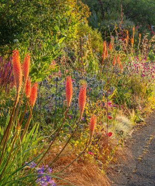 Hot pokers in garden border