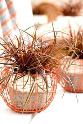 best budget plants: Uncinia Everflame