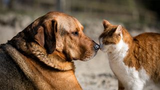 Dog and cat touching noses