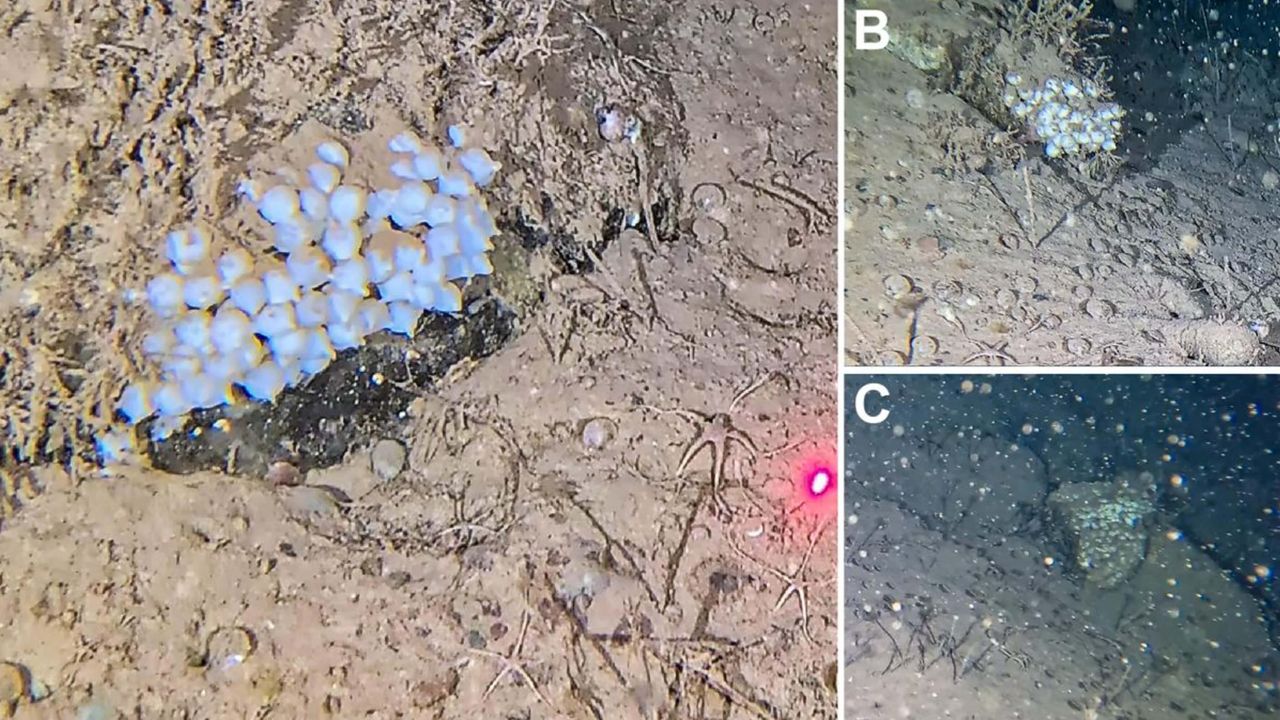 Arctic bobtail squid.
