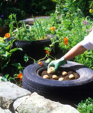 potatoes growing in a tire