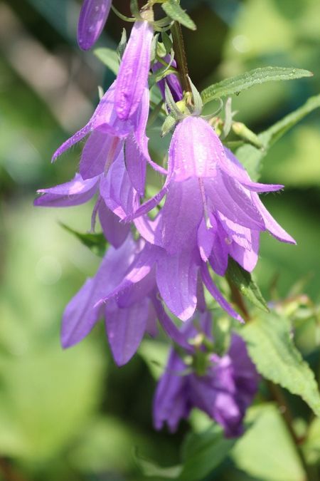 Purple Bellflowers