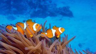 Clownfish