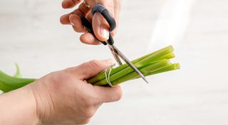 Woman cutting a bunch of flower stems with a pair of scissors