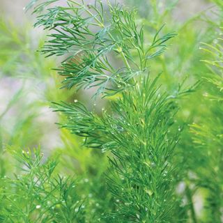 Dill, Hera Organic