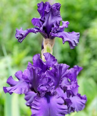 Iris ‘Dusky Challenger’ is a purple bearded iris