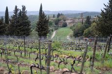 Chianti Classico Riserva Vineyard overlooking Isole_ credit Lincoln Clarkes