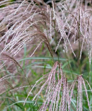 Close up of feathery miscanthus