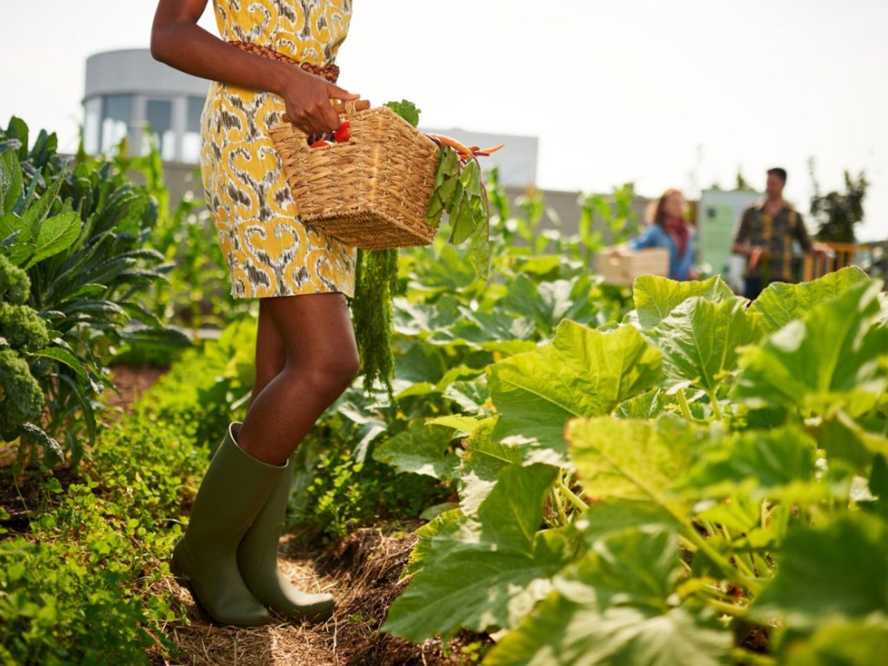 People In A Community Garden Full Of Vegetables