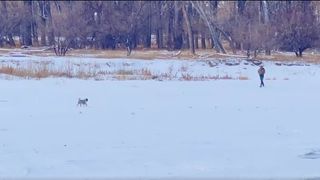 Salty the dog is approaching her owner in the snowy field