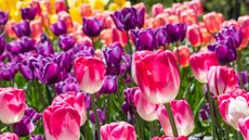colorful tulips