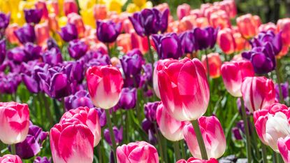 colorful tulips