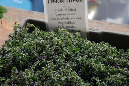 Thyme Plant In Container With Lemon Thyme Label