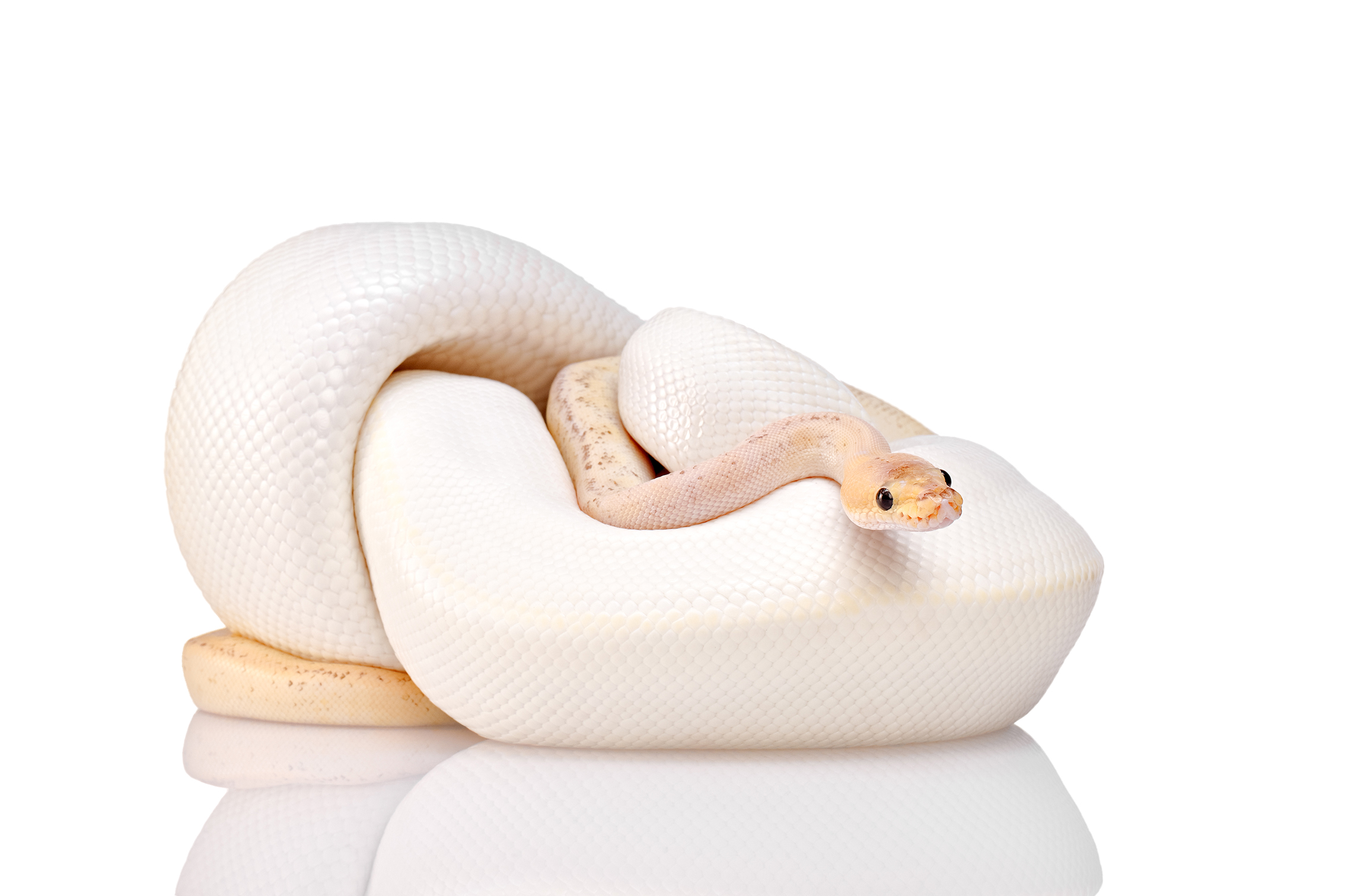 A white ball python is coiled on a reflective white surface. Its smooth scales and light beige tones create a calm, serene atmosphere