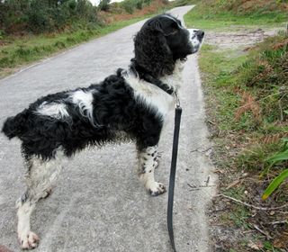 Britain's naughtiest dog