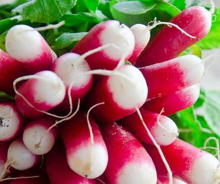 radish roots freshly harvested