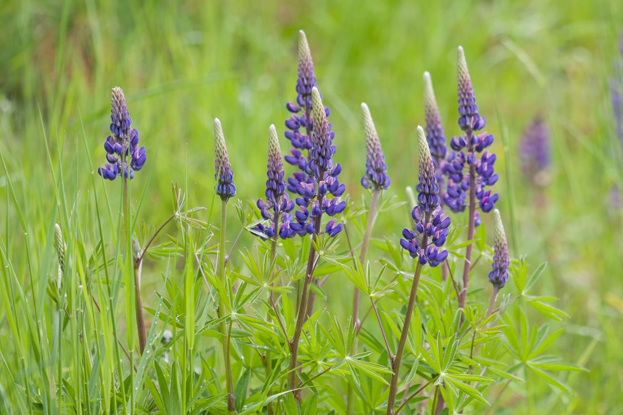 Leica SL3-P sample image