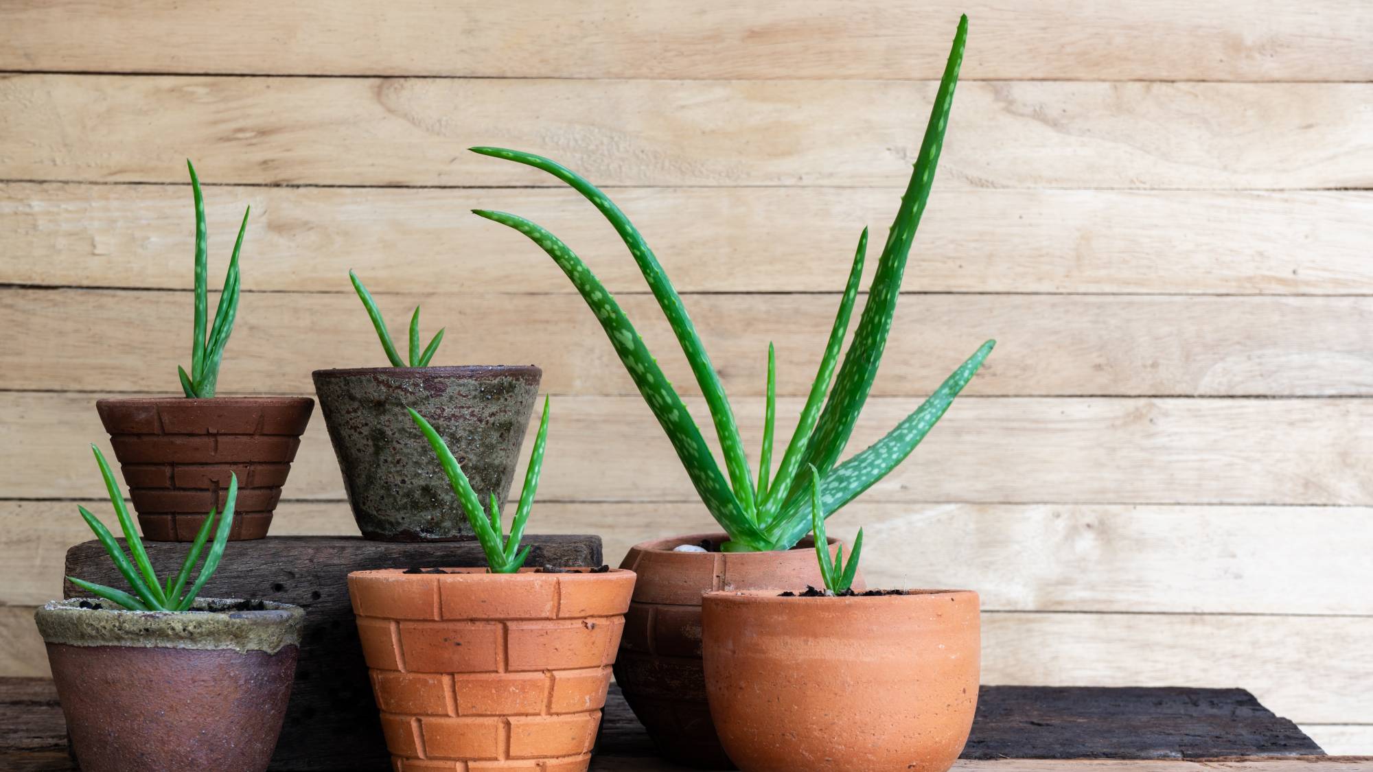 Propagated aloe vera pups in pots