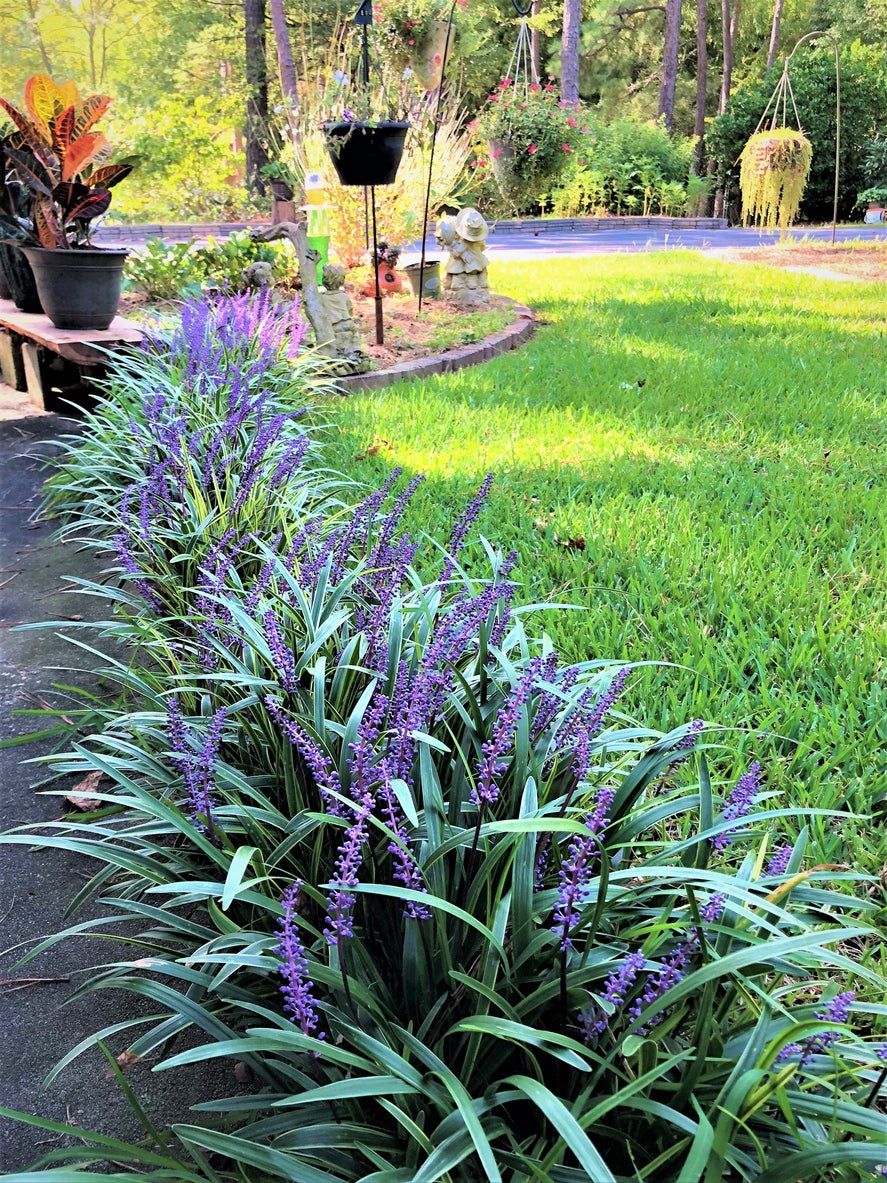 Garden And Lawn With Monkey Grass