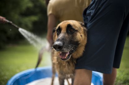 bm selling dog paddling pool