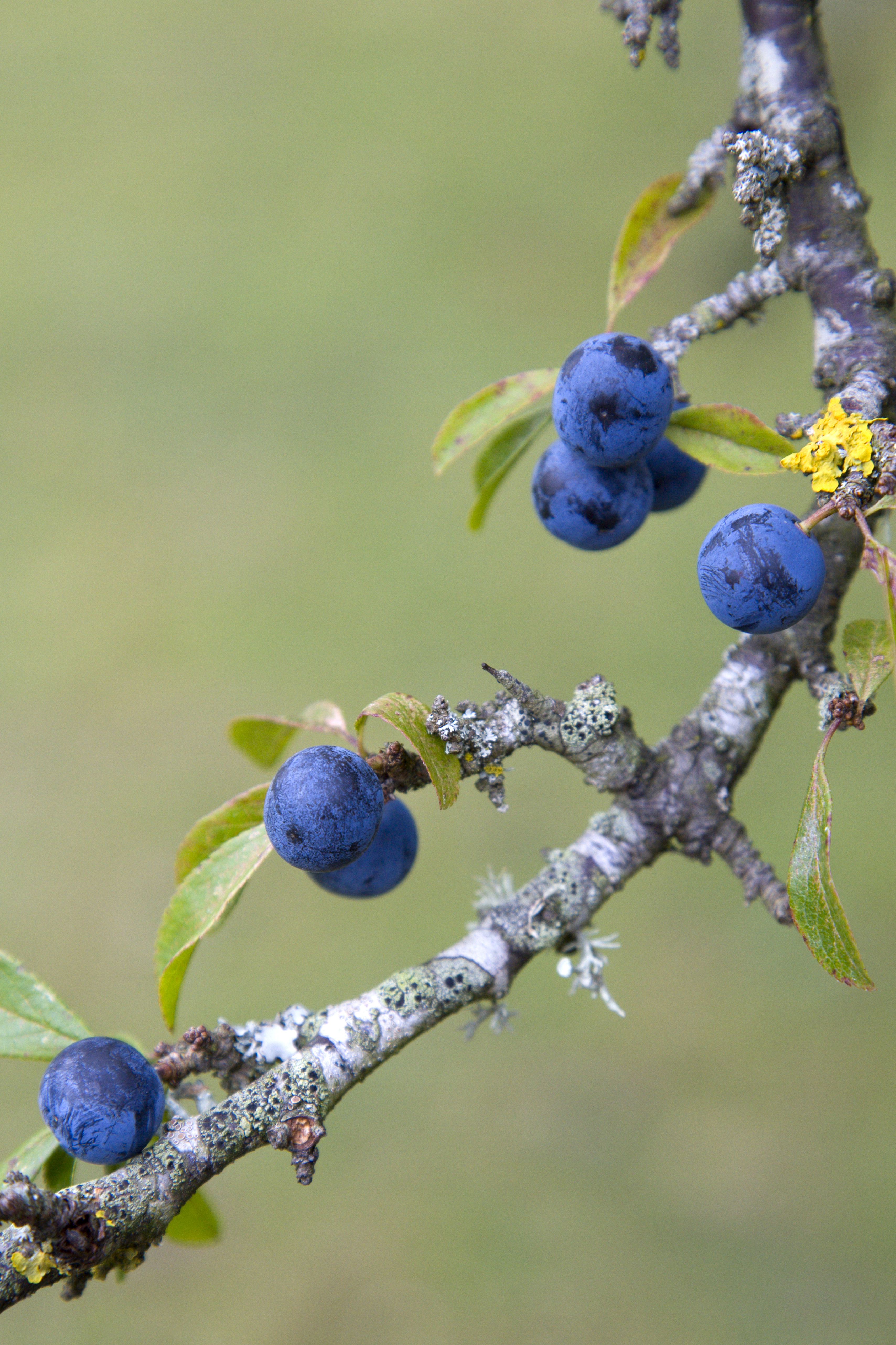 Abundant purple sloes on a blackthorn in the autumn in the New Forest