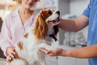 A King Charles Spaniel sits on an exam table beside a vet and his owner.