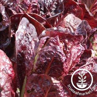 Lettuce Seeds - Super Red Romaine