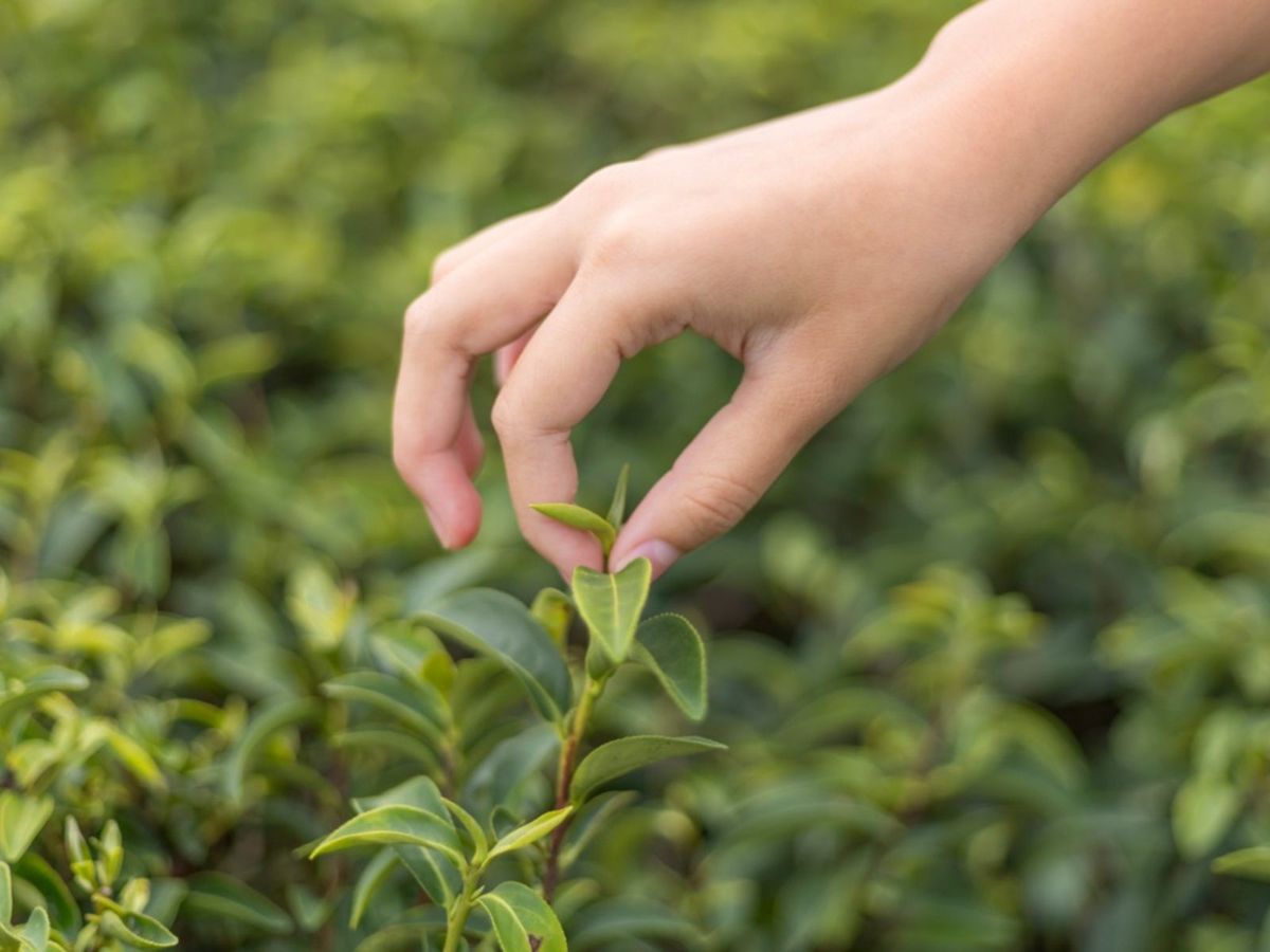 Tips For Pinching And Harvesting Herb Plants Gardening Know How