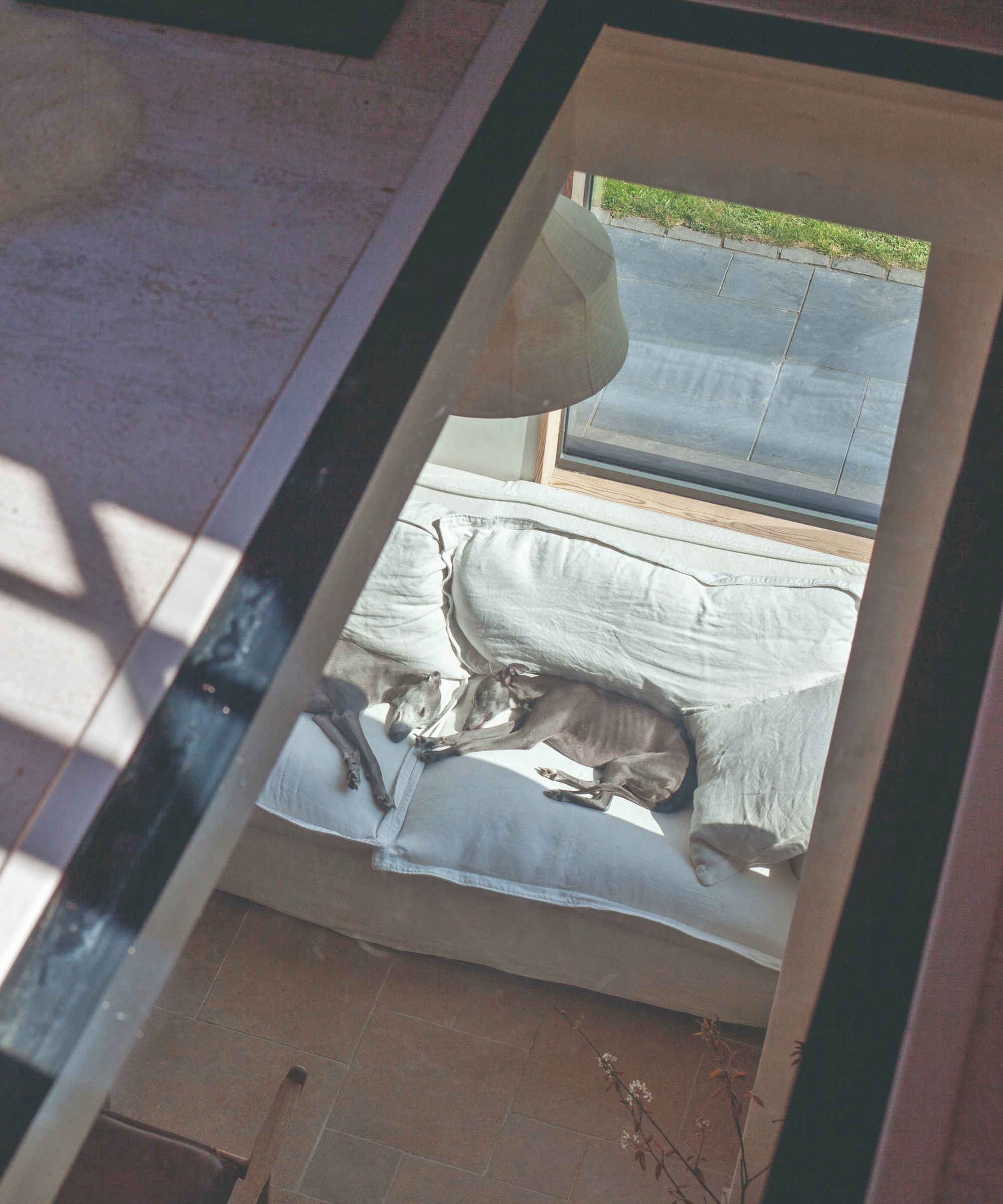 Glass floor section with view of dogs on the sofa in the living room downstairs
