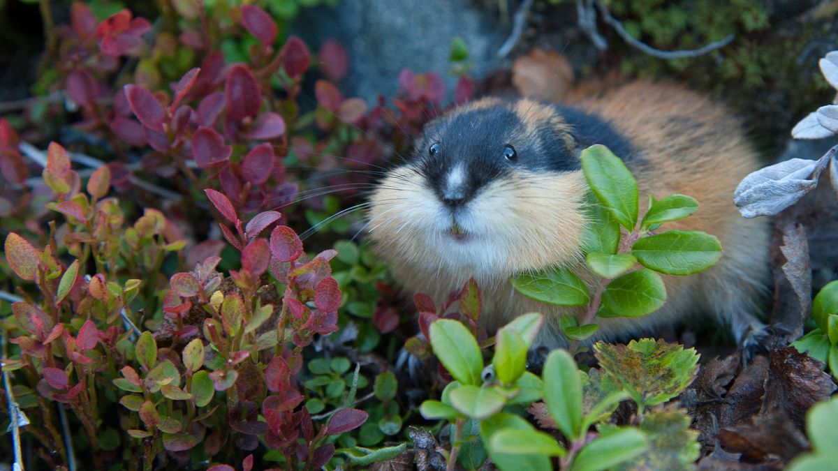 Norway Lemming (Lemmus lemmus) among autumn coloured bearberries and blackberries.