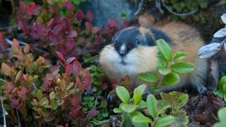 Students race Lemmings in Fictional Cliff Jump