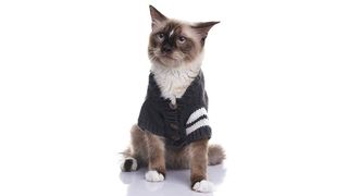 Cat in clothing