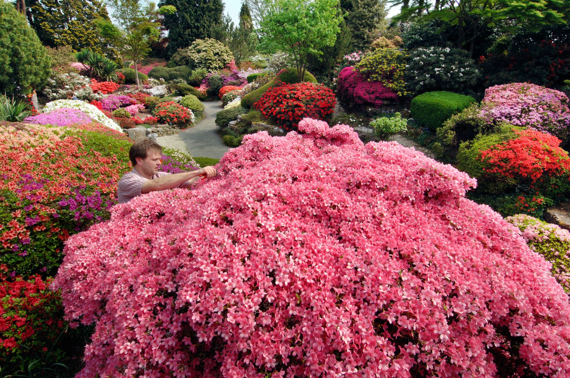 The best rhododendron and azalea gardens in Britain | Country Life
