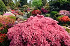 Leonardslee Gardens custodeon Tom Loder tends an early flowering Hinomayo Azalea