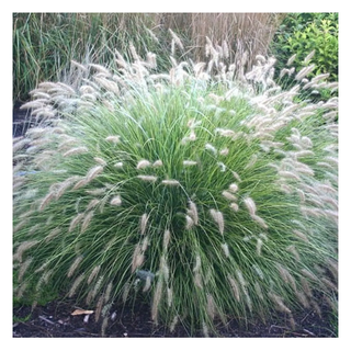 A patch of dwarf fountain grass