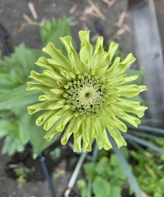 Zinnia 'Green Envy' flower