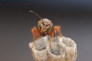 female paper wasp with its distinct facial markings