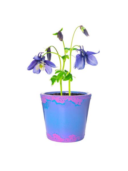 Potted Purple Columbine Plant