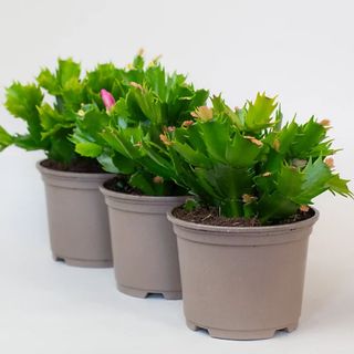 3 x Mix of Christmas Cactus in 10.5cm Growers Pots 