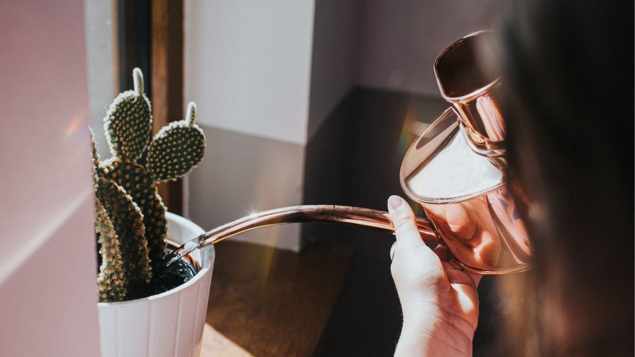 Watering a cactus