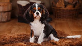 cavalier kings charles spaniel