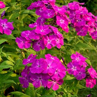 close up of pink Phlox