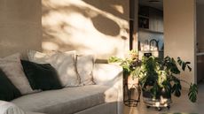 A monstera plant in a living room