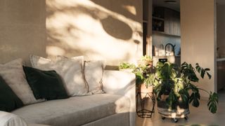 A monstera plant in a neutral living room