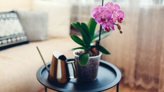 pink orchid in pot in living room