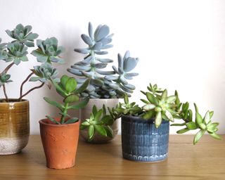 succulents in pots on a bedroom surface